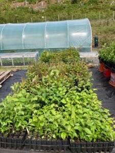 Rowan Trees in the new planters from June 2023